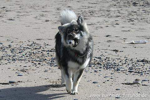 (Foto Goslar)_daenemark_2010_IMG_0376_Bovbjerg_Strand.jpg - Und wenn Neele ihn mal endlich ergattert hat ...